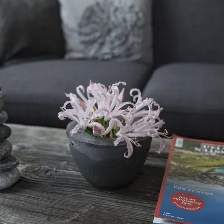 Grimsel Passhoehe Oberwald